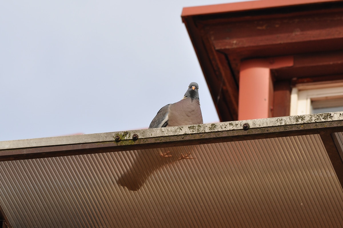 Gołąb grzywacz jest gatunkiem, który zakłada gniazda na budynkach. Często zdąża się stanowi to problem podczas remontu elewacji czy termomodernizacji budynku