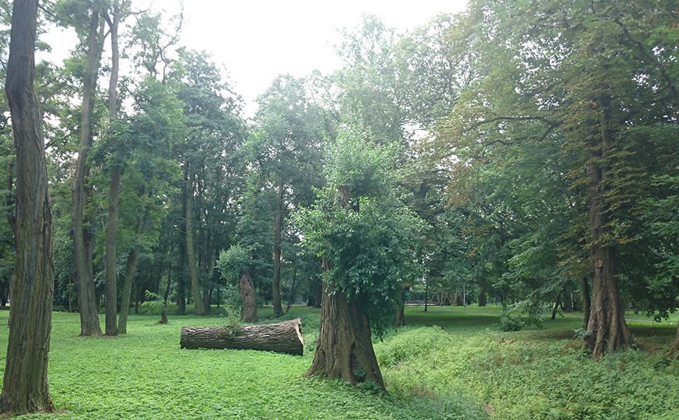 wycinka drzew - przepisy