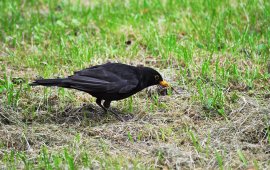 Kos Turdus merula żerujący na skwerze w Poznaniu.