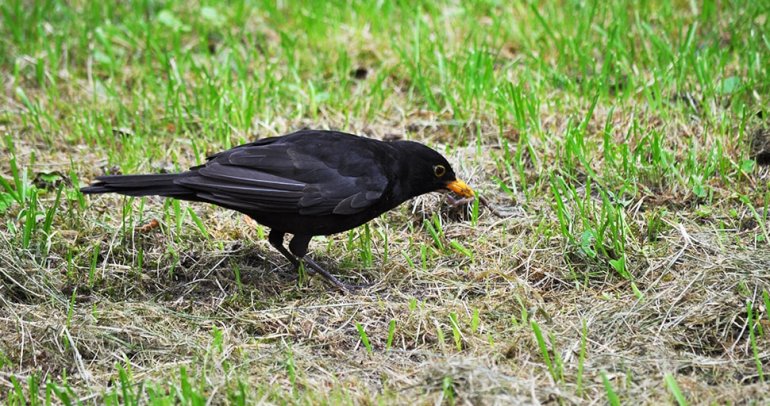 Kos Turdus merula żerujący na skwerze w Poznaniu.