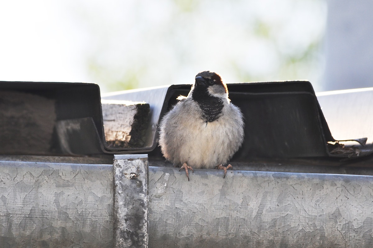 Wróbel Passer domesticus żerujący na drzewie