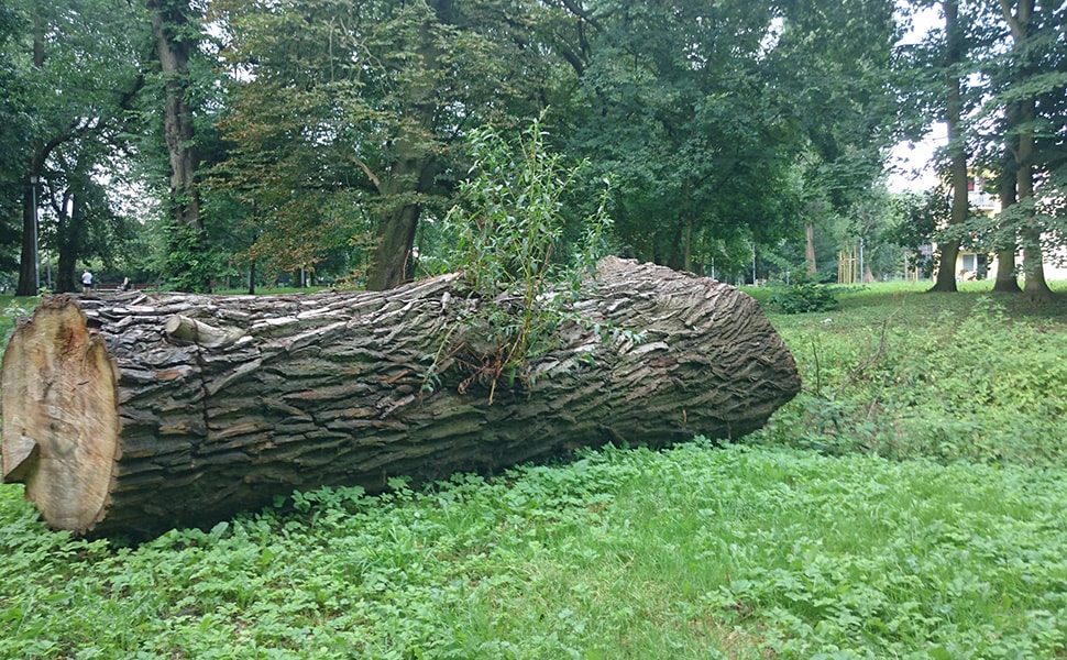 likwidacja krzewów